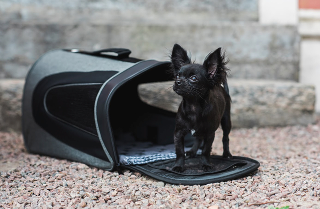 Dogman Bärväska Snobben upp till 7kg - Grå