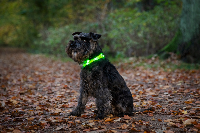 Dogman Blinkhalsband LED Grön