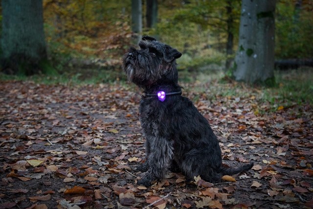 Dogman Blinklampa Basic LED Blå