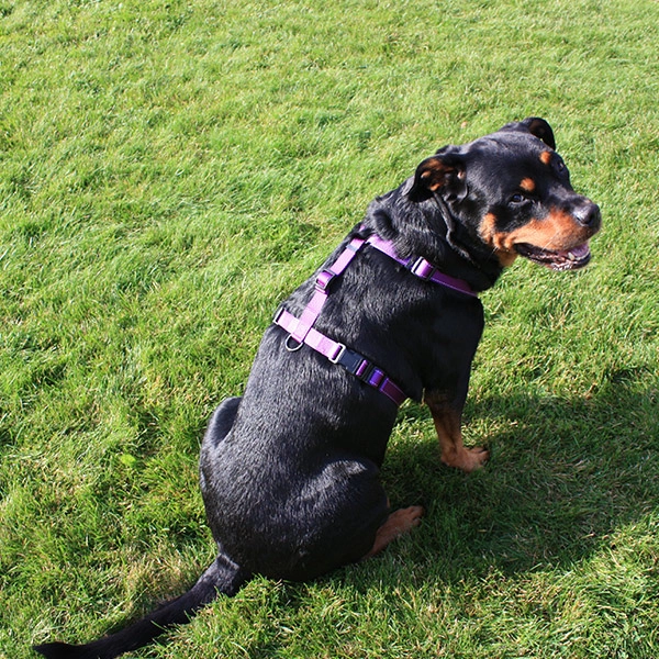 Dogman Hundsele Iris - Turkos