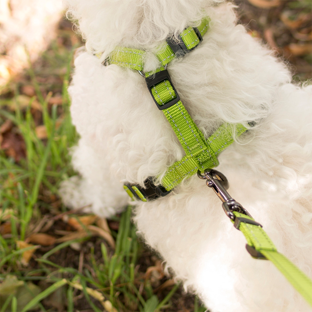 Dogman Hundsele Iris - Turkos