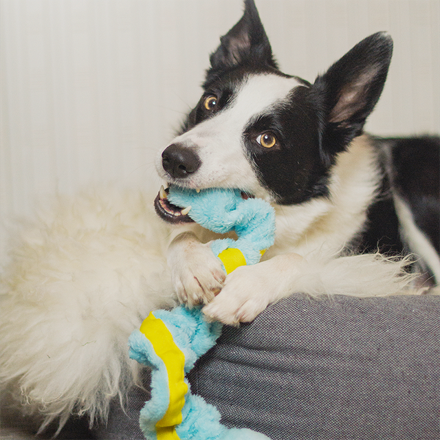 Dogman Leksak Stretchig Turkos