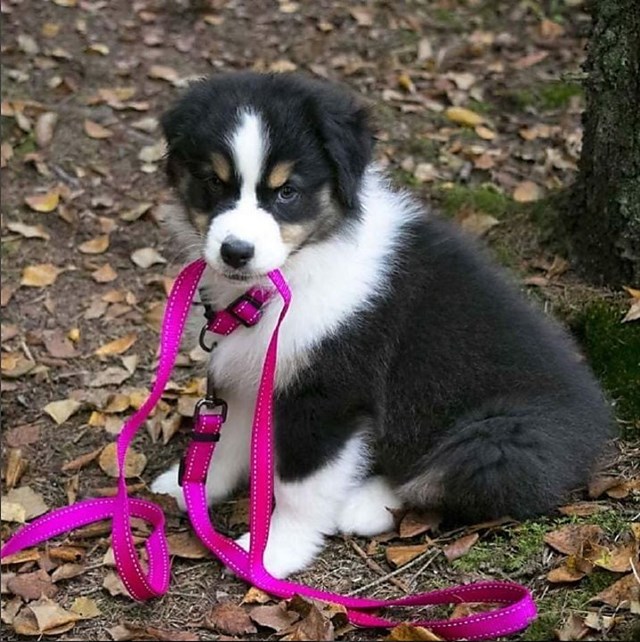 Dogman Nylonkoppel Iris - Rosa