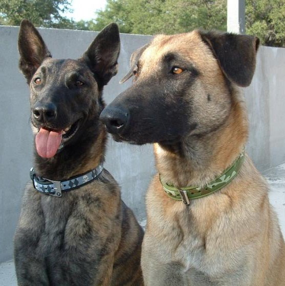 Camo Couture Grön - XL