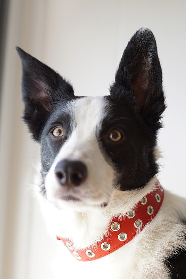 ROCK Red - Läder Hundhalsband