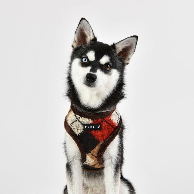 Jolly Brown - Fodrad Hundsele