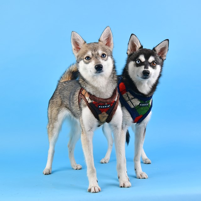 Jolly Brown - Fodrad Hundsele