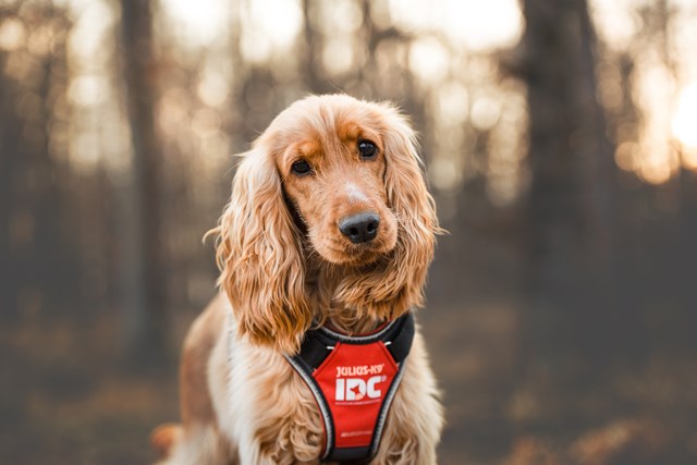 K9 IDC Longwalk Röd/Grå