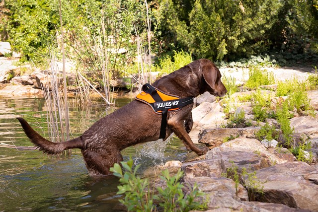 K9 Powair Sele Orange