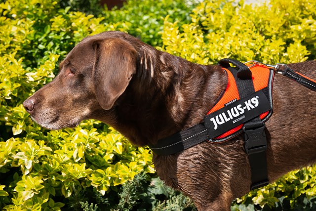 K9 Powair Sele Orange