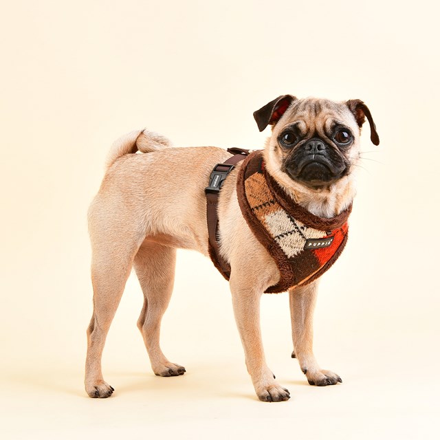 Jolly Brown - Fodrad Hundsele