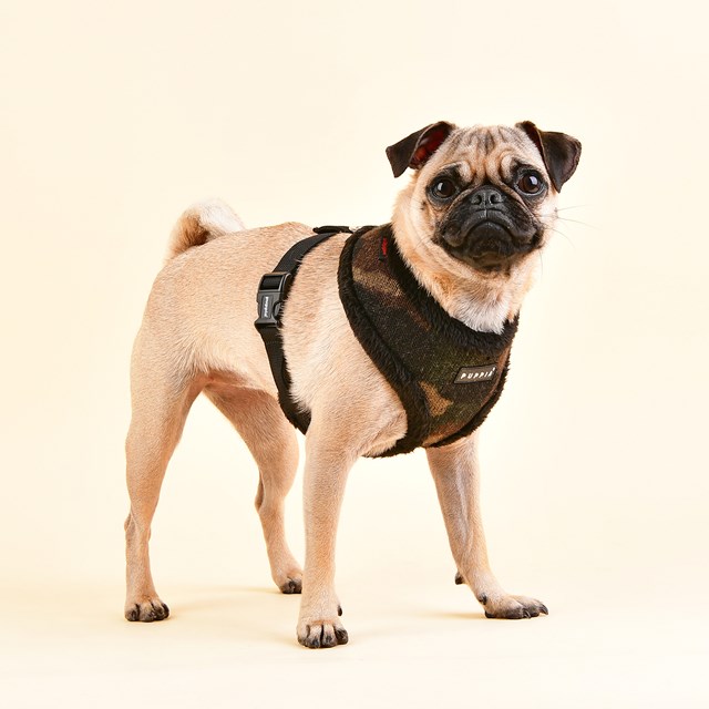 Colonel Black - Fodrad Hundsele