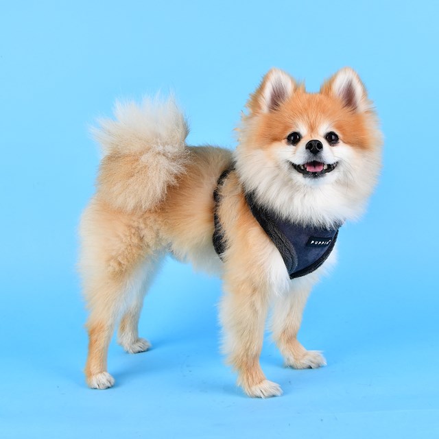 TERRY Grey - Fodrad Hundsele