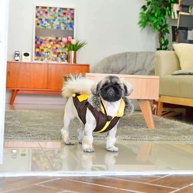 Orson Brown/Yellow - Hundtäcke med Luva och Integrerad Sele