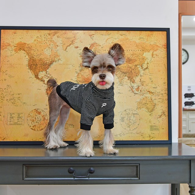 Back To School Black - Hundtröja