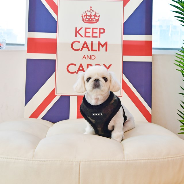 Colonel Black - Fodrad Hundsele