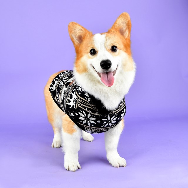 PRANCER - Stickad Hundtröja Med Luva