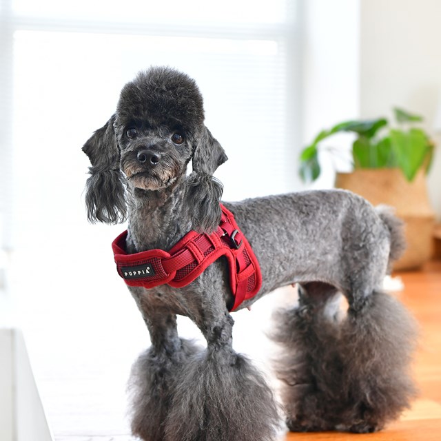 Puppytooth X Wine - Step-in Hundsele