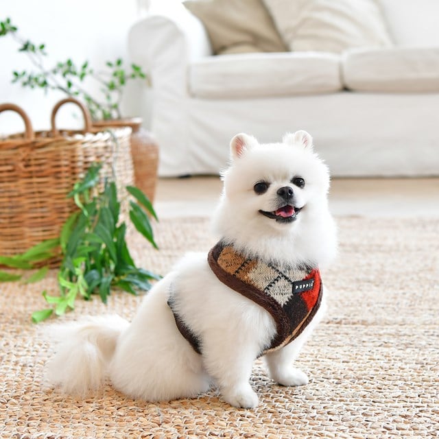 Jolly Brown - Fodrad Hundsele