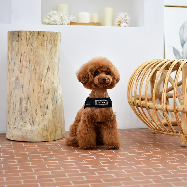 Puppytooth X Black - Step-In Hundsele