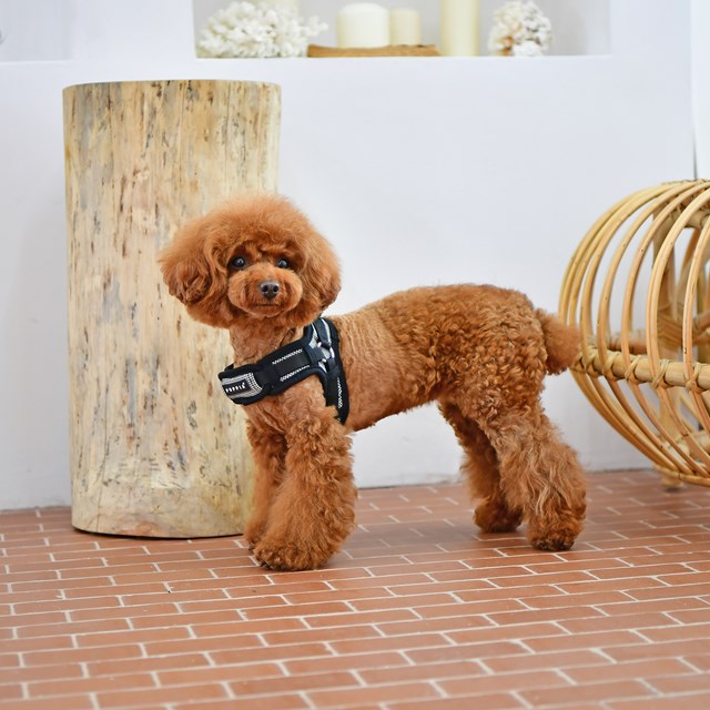 Puppytooth X Black - Step-In Hundsele