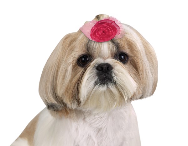 Aria Spring Fling Hårspänne