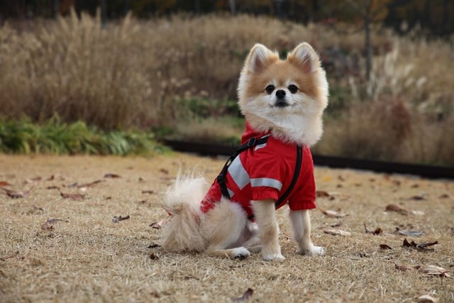 Wilderness Red - Regntäcke