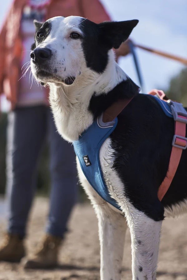 Weekend Warrior Värmande EKO Sele - Blåbär