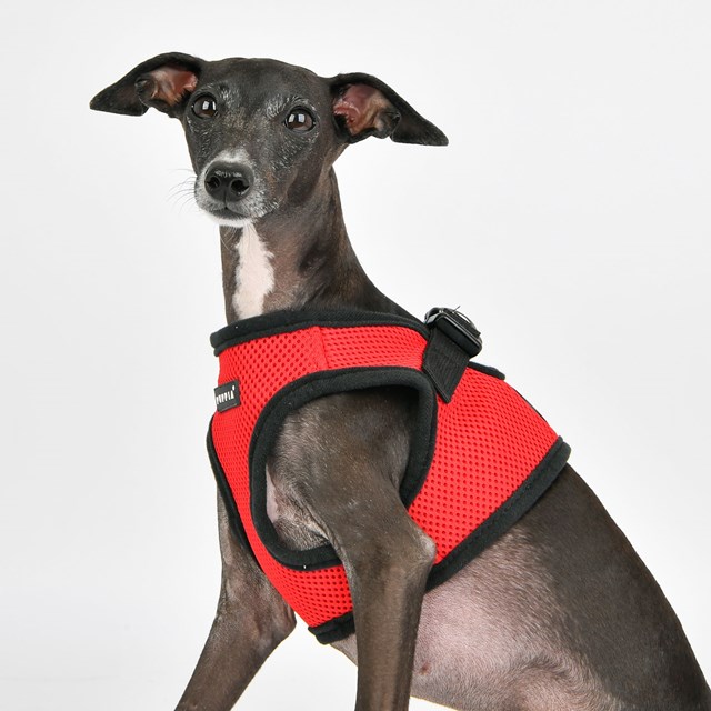 SOFT VEST Red - Hundsele