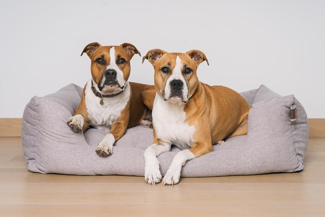 Fantail Snooze Ortopedisk Hundbädd - Nut Grey