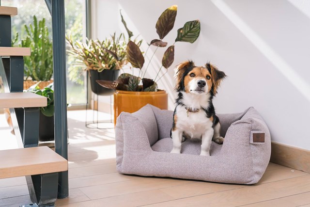 Fantail Snooze Ortopedisk Hundbädd - Nut Grey