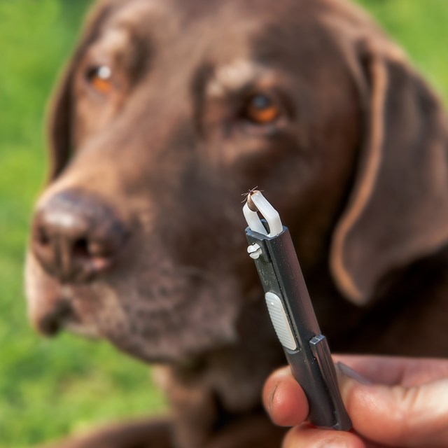 Fästingplockare 9 cm