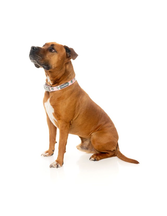 LL COOL JAW$ - Hundhalsband