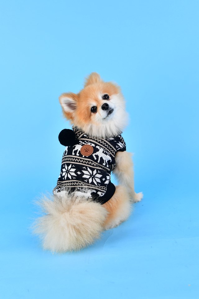 PRANCER - Stickad Hundtröja Med Luva