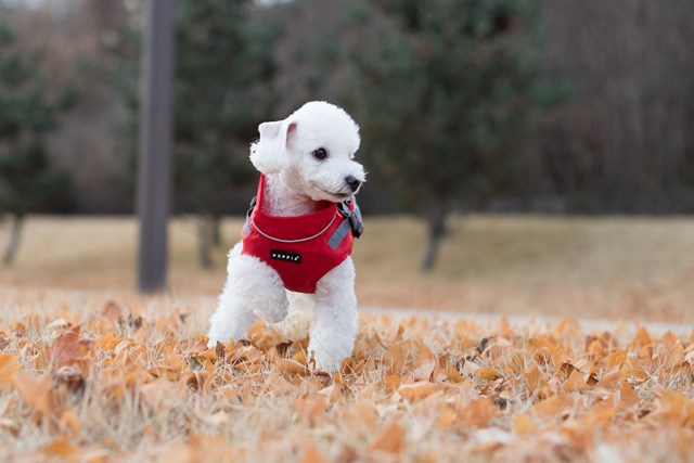 Teton - Regntäcke med Reflex - Röd