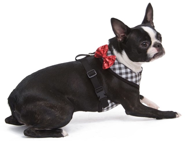 Picnic Chic Soft Black - Sele och Koppel