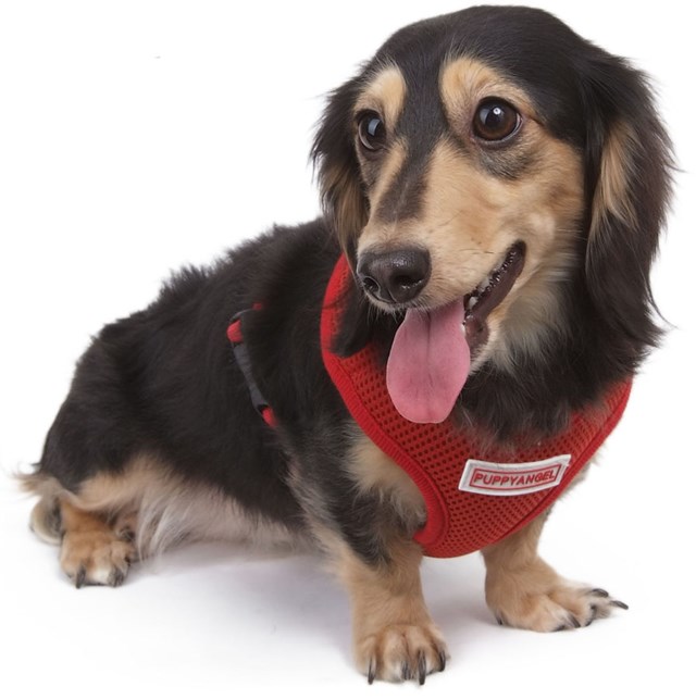 Summer Rock Red - Sele och Koppel - Large