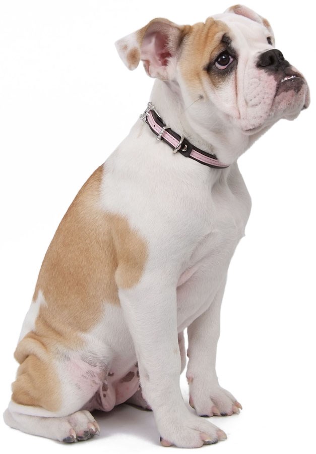 Sisi Halsband - Blå