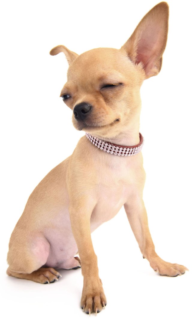 Monaco Halsband - Brun