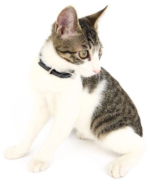 Monaco Halsband - Brun