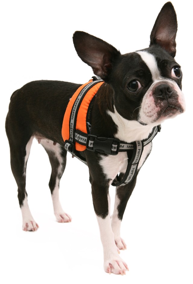 My Bodyguard Sele Beige