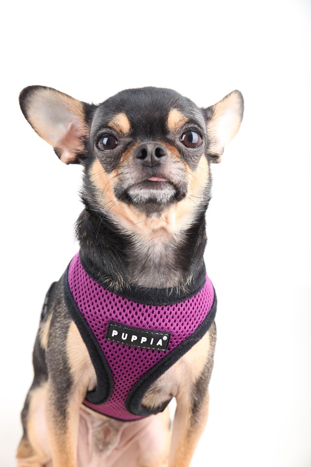 SOFT Purple - Hundsele