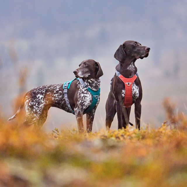 Hurtta Rover Hundsele - Cinnamon