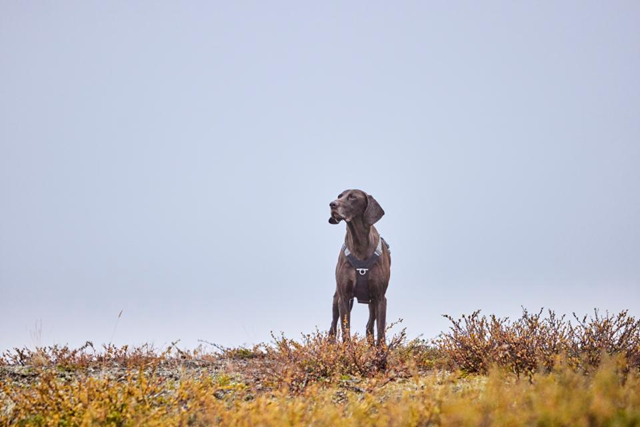 Hurtta Rover Hundsele - Raven