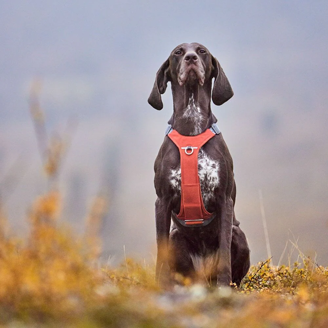 Hurtta Rover Hundsele - Raven