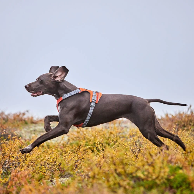 Hurtta Rover Hundsele - Raven