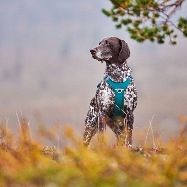 Hurtta Rover Hundsele - Raven