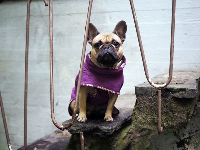 Casual Quiltad Hundjacka Ljung