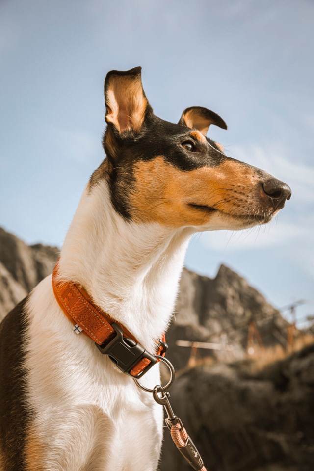 Casual Halsband Kanel