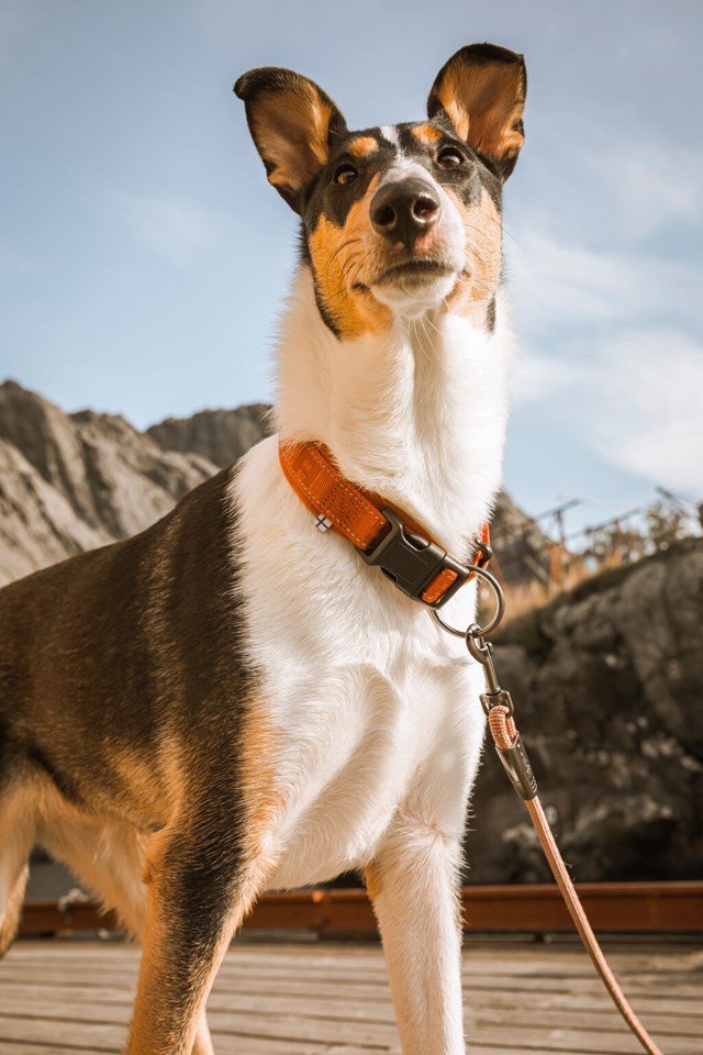 Casual Halsband Kanel